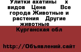 Улитки ахатины  2-х видов › Цена ­ 0 - Все города Животные и растения » Другие животные   . Курганская обл.